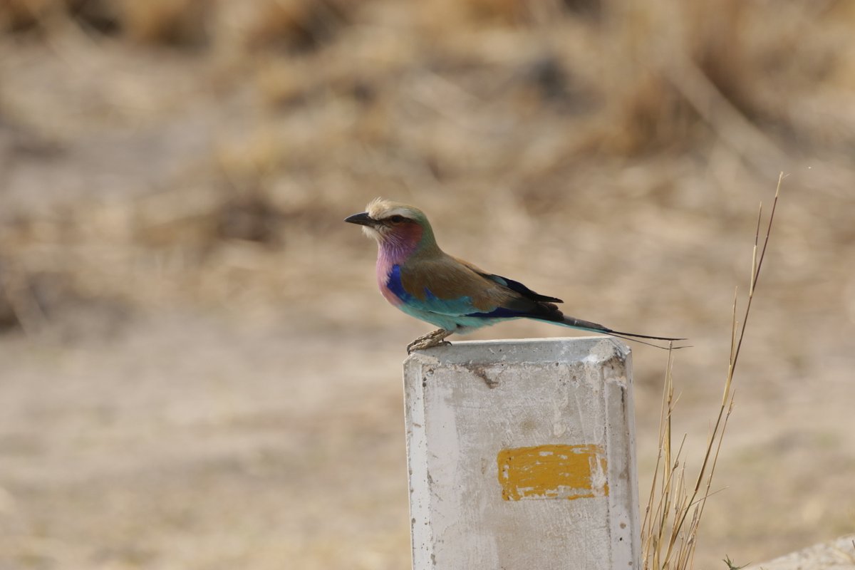 Les Oiseaux de Namibie – les Obsrêveurs